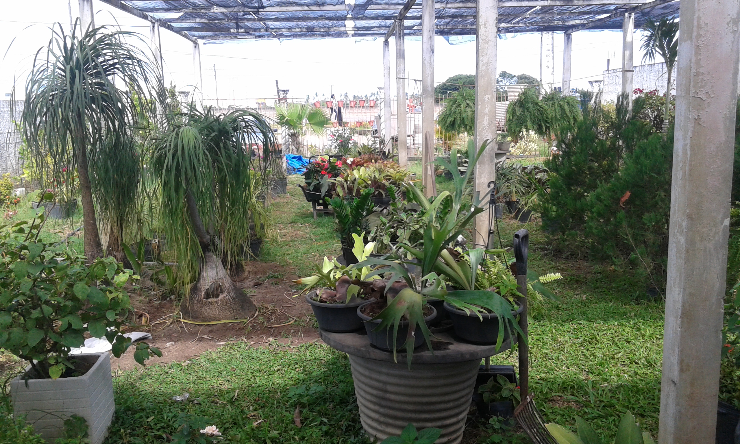 BONALDO PLANTAS 