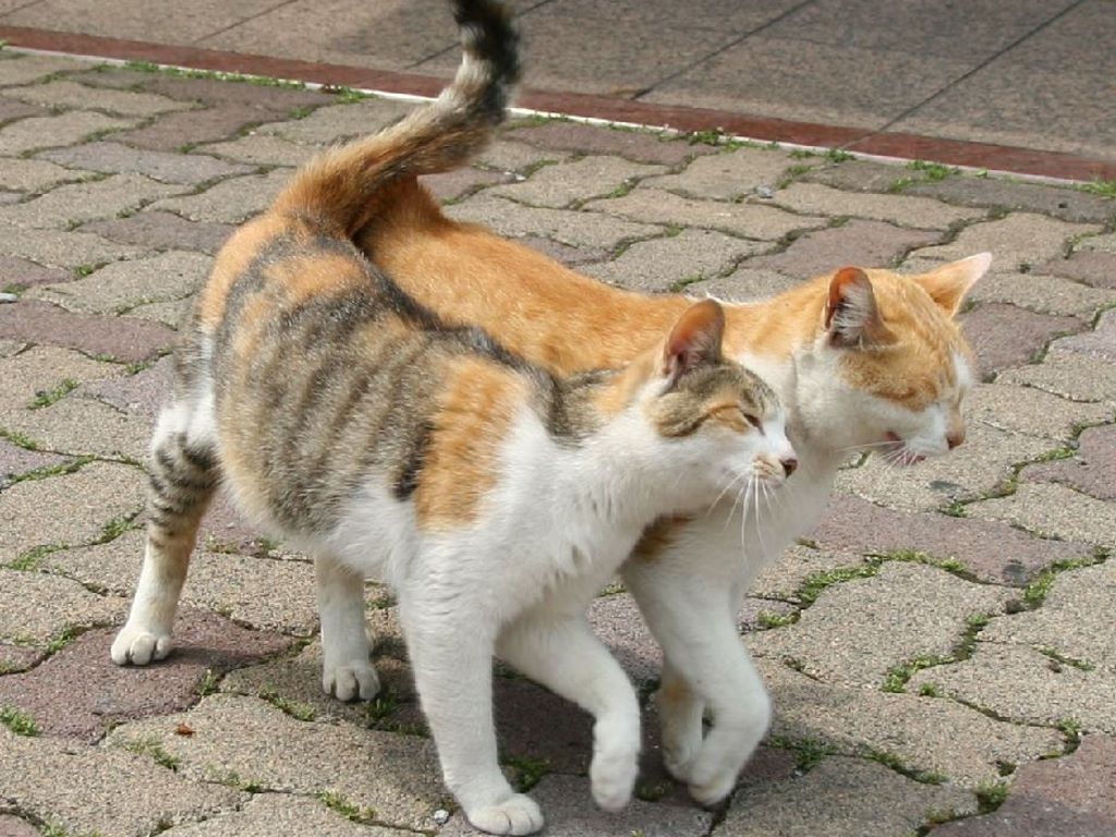 MEU ANIMAL DE ESTIMAÇÃO 